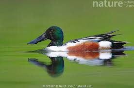 Attēlu rezultāti vaicājumam “Anas clypeata”