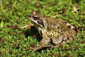 Attēlu rezultāti vaicājumam “Rana temporaria”