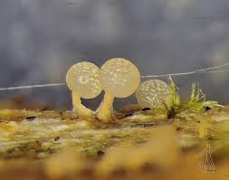 Attēlu rezultāti vaicājumam “Physarum ovisporum macro”