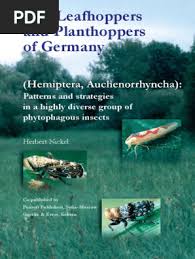 Attēlu rezultāti vaicājumam “Paramesus obtusifrons”