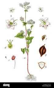 Attēlu rezultāti vaicājumam “Fagopyrum esculentum”