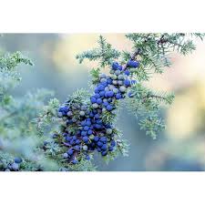 Attēlu rezultāti vaicājumam “Juniperus communis fruit”