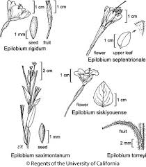 Attēlu rezultāti vaicājumam “Epilobium”
