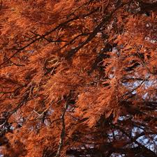 Attēlu rezultāti vaicājumam “Taxodium distichum”