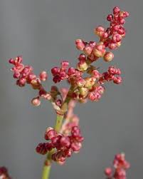 Attēlu rezultāti vaicājumam “Rumex acetosella flower”