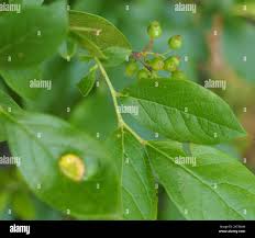 Attēlu rezultāti vaicājumam “Exobasidium vaccinii”