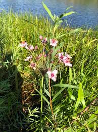 Attēlu rezultāti vaicājumam “Butomus umbellatus”