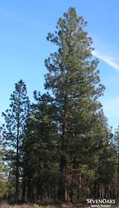 Attēlu rezultāti vaicājumam “Pinus ponderosa”