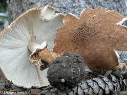 Attēlu rezultāti vaicājumam “Lycogala asperum”