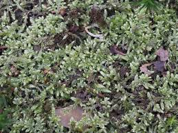 Attēlu rezultāti vaicājumam “Hypnum jutlandicum”