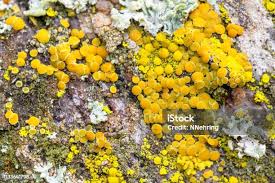 Attēlu rezultāti vaicājumam “Candelariella sp.”