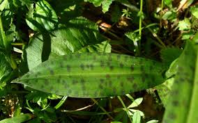 Attēlu rezultāti vaicājumam “Dactylorhiza fuchsii leaf”