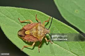 Attēlu rezultāti vaicājumam “Carpocoris sp. nymph”