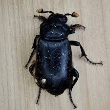 Attēlu rezultāti vaicājumam “Arcyria affinis young”