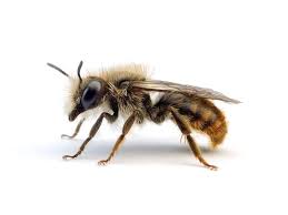 Attēlu rezultāti vaicājumam “Osmia bicolor”