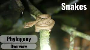 Attēlu rezultāti vaicājumam “Serpentes”