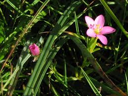 Attēlu rezultāti vaicājumam “Centaurium littorale flower”