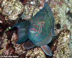 Image result for Calotomus carolinus