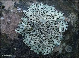 Attēlu rezultāti vaicājumam “Hypotrachyna sp.”