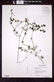 Attēlu rezultāti vaicājumam “Batrachium circinatum”