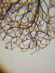 Attēlu rezultāti vaicājumam “Comatricha elegans”