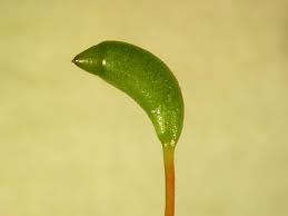 Attēlu rezultāti vaicājumam “Calliergonella cuspidata sporophyte”