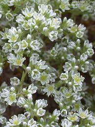 Attēlu rezultāti vaicājumam “Scleranthus annuus flower”