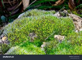 Attēlu rezultāti vaicājumam “Grimmia pulvinata sporophyte”
