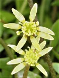 Attēlu rezultāti vaicājumam “Ranunculus elatior flower”