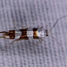 Attēlu rezultāti vaicājumam “Argyresthia goedartella”