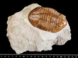 Attēlu rezultāti vaicājumam “Laccognathus panderi”