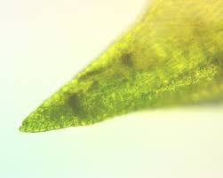 Attēlu rezultāti vaicājumam “Hygroamblystegium tenax”