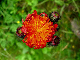 Attēlu rezultāti vaicājumam “Pilosella aurantiaca”