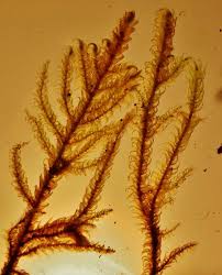 Attēlu rezultāti vaicājumam “Palustriella commutata”