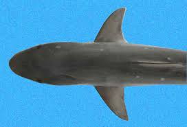 Image result for Rhizoprionodon terraenovae