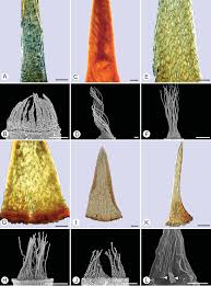 Attēlu rezultāti vaicājumam “Timmia megapolitana”