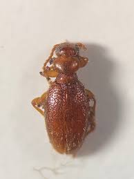 Attēlu rezultāti vaicājumam “Anthicidae”