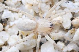 Attēlu rezultāti vaicājumam “Miturgidae”