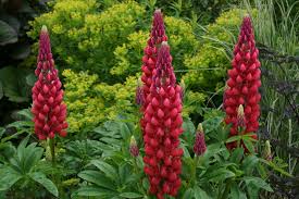 Attēlu rezultāti vaicājumam “Euphorbia palustris fruit”