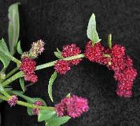 Attēlu rezultāti vaicājumam “Chenopodium polyspermum var. acutifolium flower”
