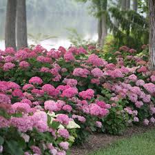 Attēlu rezultāti vaicājumam “Hydrangea arborescens”