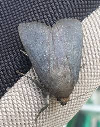 Attēlu rezultāti vaicājumam “Amphipyra livida”