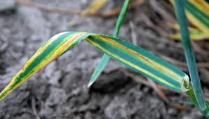 Attēlu rezultāti vaicājumam “Cirriphyllum piliferum sporophyte”