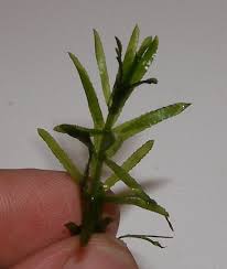 Attēlu rezultāti vaicājumam “Hydrilla verticillata leaf”