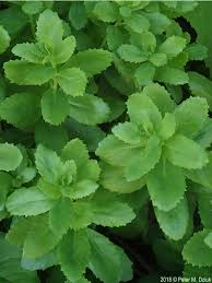 Attēlu rezultāti vaicājumam “Hylotelephium telephium bud”