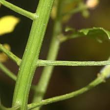 Attēlu rezultāti vaicājumam “Chionaspis salicis”