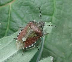 Attēlu rezultāti vaicājumam “Dolycoris baccarum”