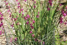 Attēlu rezultāti vaicājumam “Gladiolus imbricatus flower”