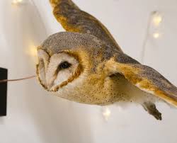 Attēlu rezultāti vaicājumam “Glaucidium passerinum adult”