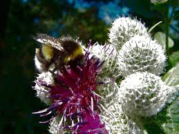 Attēlu rezultāti vaicājumam “Arctium tomentosum”